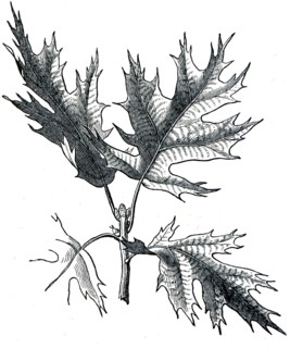 Eastern Black oak.