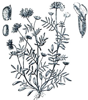 Common kidneyvetch, Kidney vetch - Anthylli vulneraria.