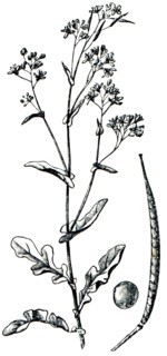 Rapini.