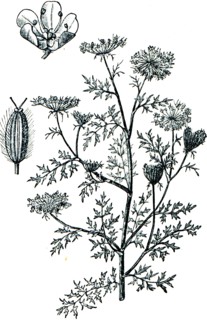 Wild carrot.