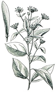 Jerusalem artichoke also called the sunroot.