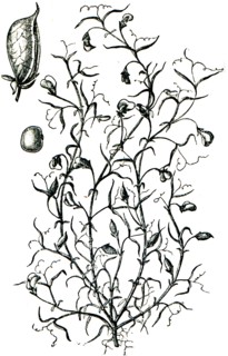 Grass pea.
