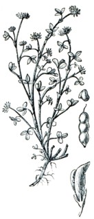 Alsike clover.