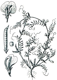 Common Vetch, Tare or Vetch.