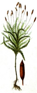 Climacium dendrodes.