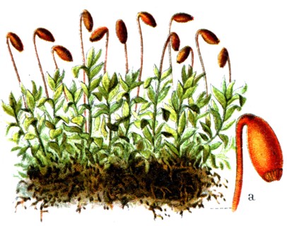 Mnium cuspidatum.