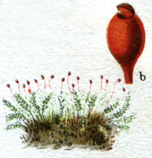 Shistostega osmundacea.