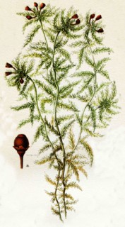Sphagnum cybifolum.