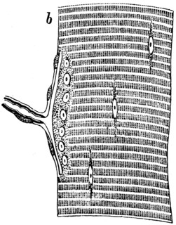 Smooth muscles of the lizard.