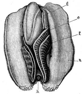 Anodonta anatina.