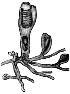 Clavellina lepadiformis.