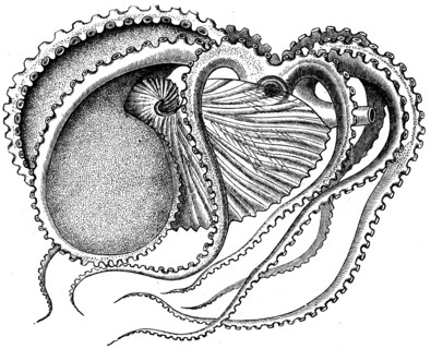 Female of Argonauta argo.