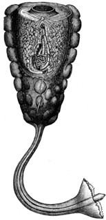 Hypobythius calycodes.