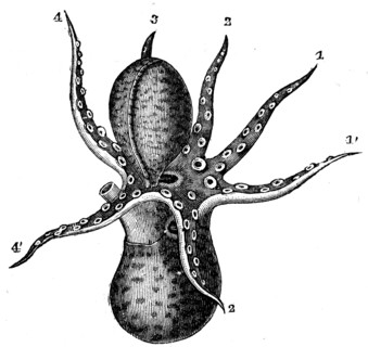 Male of Argonauta argo.