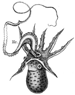 Male of Argonauta argo.