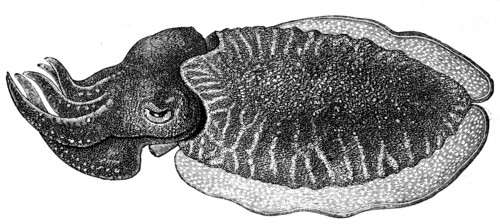 Male of Sepia officialis.