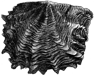 Meleargrina margartifera.