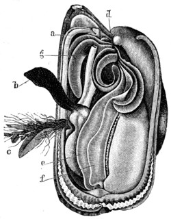 Mytilus edulis.