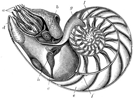 Nautilus pompilius.