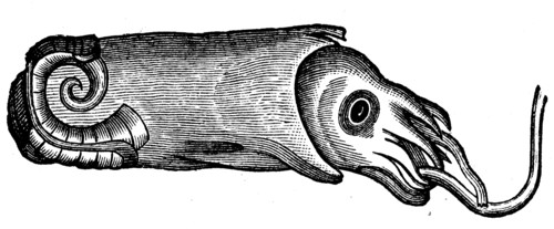 Spirula peronii.