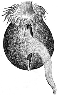 Woodworm - Teredo fatalis larva.