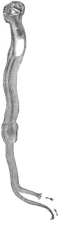 Woodworm - Teredo fatalis.