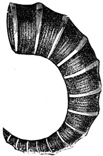 Ammonite.