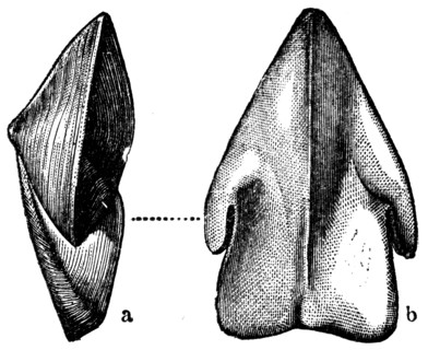 Rhizopods.