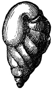 Rhizopods.