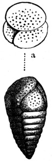 Rhizopods.