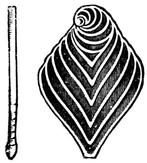 Rhizopods.