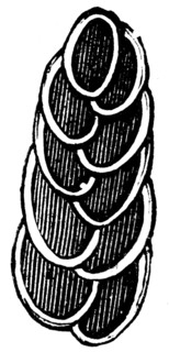 Rhizopods.