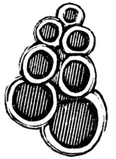 Rhizopods.