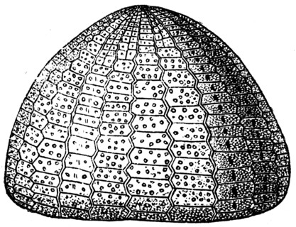 Sea urchin.