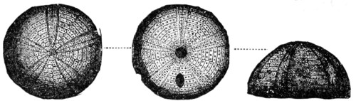 Sea urchin.