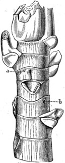 End of trunk.