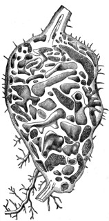 Myrmecodia Cone in the section.