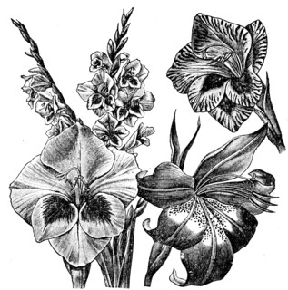 Gladiolus.