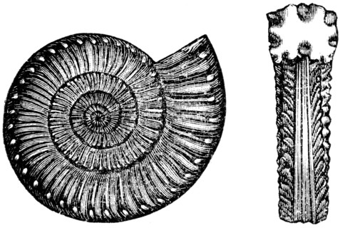 Ammonites bucklandi.
