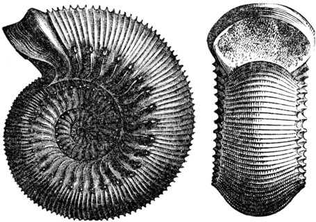 Ammonites humpheriesianus.