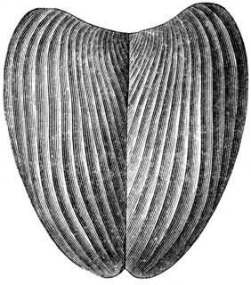 Aptyhus camellosis.