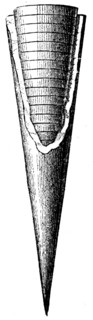 Belemnite with Phragmoconus.