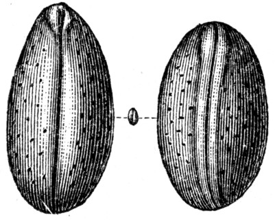 Cypris valedensis.