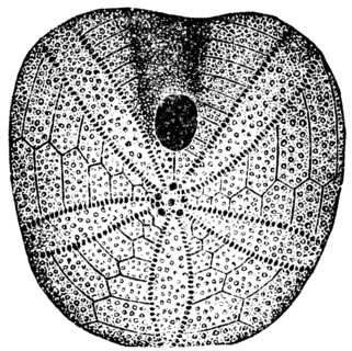 Echinobrissus scutatus, sea urchins.