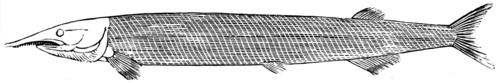 Fish aspidorhynchus.