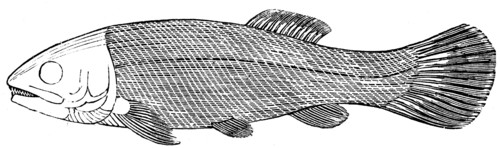 Fish Megalurus.