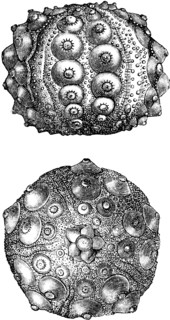 Hemicidaris crenularis, sea urchins.