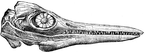 Ichthyosaur skull.