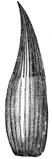 Ichthyosaur tooth.