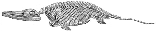 Ichthyosaurus communis.